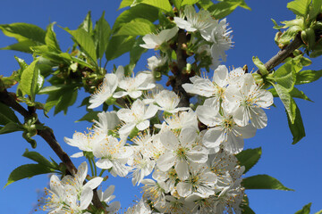 Cherry blossoms in the garden in spring. Spring natural floral background.