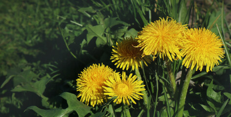 Yellow dandelion flowers in the garden. Natural spring floral background.