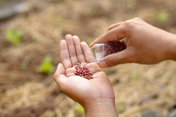 Pouring organic vegetable seeds from packet into hand