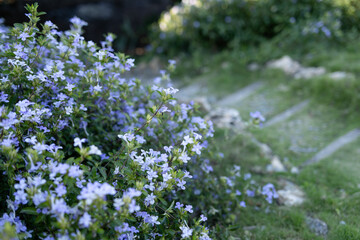 Garden pathway with blue flowers and green bushes