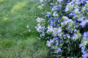 Blue flowering bush and garden path for sustainable landscaping