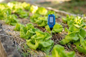 Digital soil ph meter monitoring nutrient levels in organic lettuce bed
