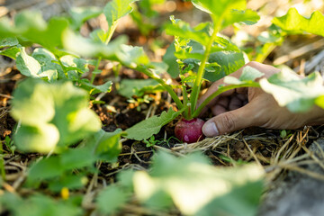 Checking red radish growth in organic vegetable garden
