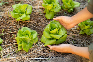 Hand harvesting fresh green lettuce from organic vegetable bed