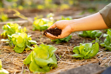 Applying organic compost to lettuce for soil health restoration