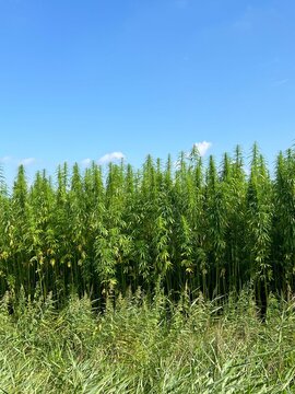 Hennep plants around idskenhuizen