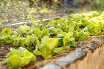 Watering organic lettuce bed with water spray in morning light