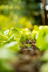 Vibrant green lettuce background in sustainable farm