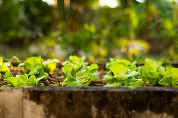 Side view of organic lettuce bed with water drops in morning light