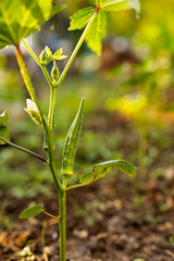 Close up of young okra fruit on plant in morning light