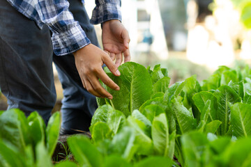 Agronomist checking health of organic lettuce in sustainable farm
