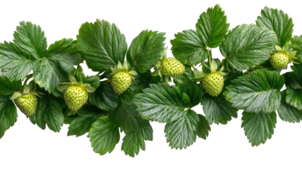 Strawberry foliage fresh green leaves with natural texture botanical plant detail garden vegetation realistic illustration isolated on white background