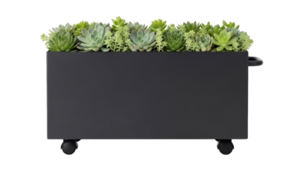Black metal planter with succulent plants isolated PNG, modern container gardening for home decor and landscaping projects