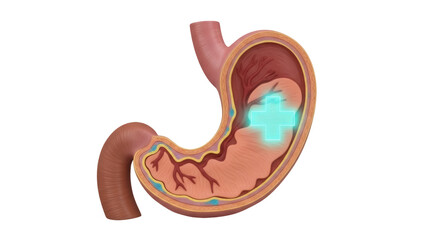 Human stomach cross section PNG isolated on transparent background, anatomical organ with internal structure for medical and educational use