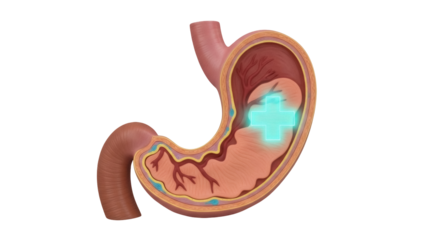 Human stomach cross section PNG isolated on transparent background, anatomical organ with internal structure for medical and educational use