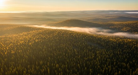 Golden hour aerial view of vast, undulating pine forests with mist clinging to valleys at sunrise.
