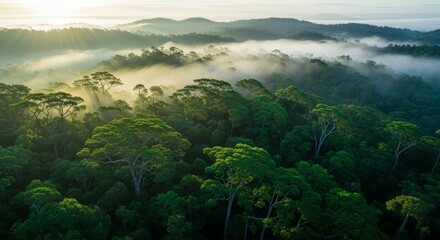 Lush green rainforest canopy bathed in morning mist and sunbeams