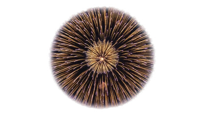 Golden firework explosion PNG isolated on transparent background, festive celebration design element for New Year s Eve and Independence Day