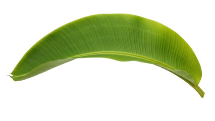 Vibrant green banana leaf PNG isolated on transparent background, tropical foliage for design elements and exotic nature themes © LUXSTORY