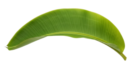 Vibrant green banana leaf PNG isolated on transparent background, tropical foliage for design elements and exotic nature themes