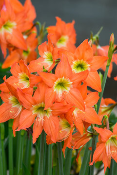 amarylis flower