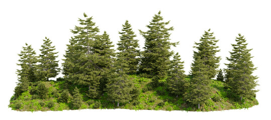 Evergreen large pine forest and grass field on the hill in the rainy season with isolated on transparent background, PNG file, 3D rendering