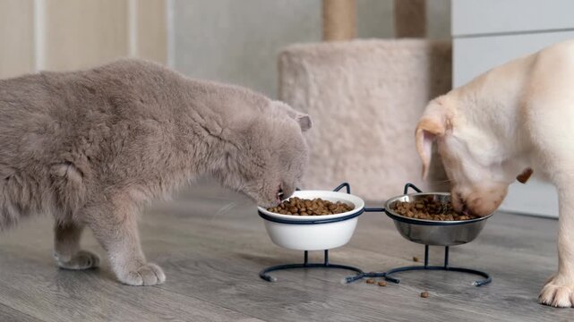 A cute Labrador puppy and a gray Scottish cat are eating food from a bowl