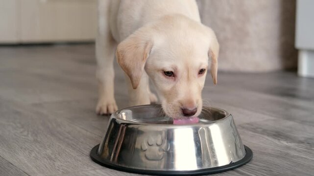 A cute Labrador puppy drinks water from a bowl