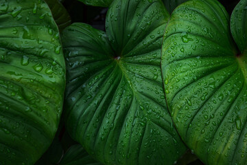 abstract tropical leaf textures on dark tone, natural green background.