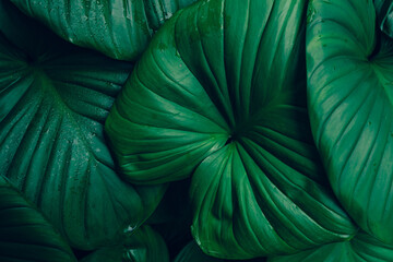 abstract tropical leaf textures on dark tone, natural green background.