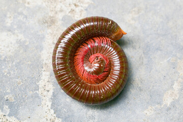 kaki seribu (luwing) or rusty millipede (Trigoniulus corallinus) 

