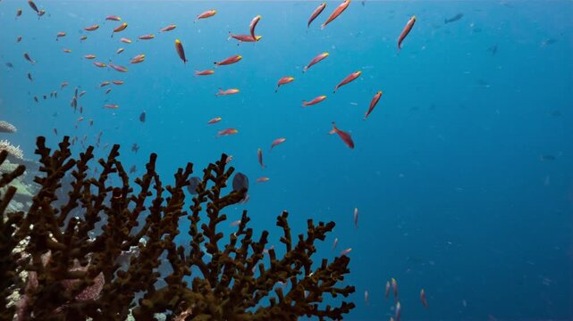Medium underwater shot of school of purple fish swimming back and forth through frame above coral reef