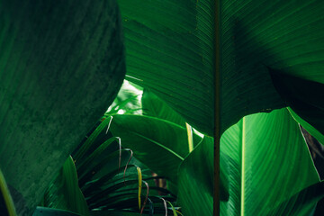abstract tropical leaf textures on dark tone, natural green background.