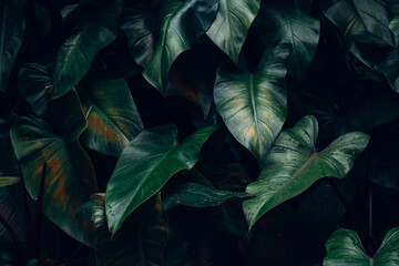 Full Frame of Green Leaves Pattern Background, Nature Lush Foliage Leaf Texture, tropical leaf
