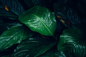 abstract tropical leaf textures on dark tone, natural green background.