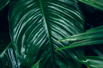 abstract tropical leaf textures on dark tone, natural green background.