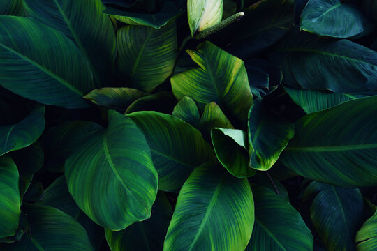 Full Frame of Green Leaves Pattern Background, Nature Lush Foliage Leaf Texture, tropical leaf