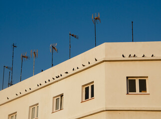 Beige building against a clear blue sky, its rooftop adorned with multiple antennas and a line of pigeons perched along the ledge, creating a geometric and natural contrast.