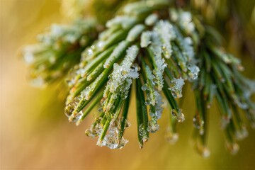 Frozen pine needles with ice crystals in winter landscape