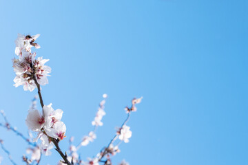 White almond blossoms in full bloom on tree branches under a clear blue sky-capturing the freshness and renewal of spring.