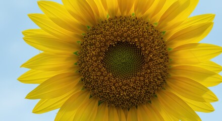 Obraz premium Vibrant Sunflower Close-Up: Golden Petals and Intricate Seed Head Detail