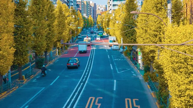 A timelapse of traffic jam at the yellow gingko street in Tokyo panning