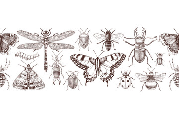 Fototapeta premium Insects hand drawn horizontal seamless border