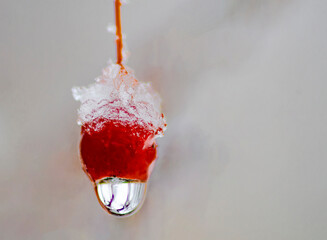 586-36 Iced Crabapple