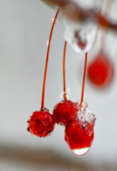 586-37 Iced Crabapples