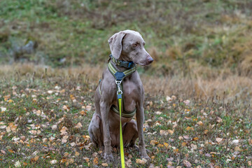 Weimaraner Dog Sitting on Grass with Harness and Leash, Autumn Field