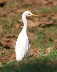 A white bird with a yellow beak stands on a grassy area