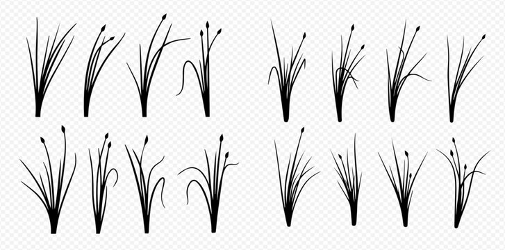 Set of various black silhouettes of green grass and sedge plants isolated on transparent background.