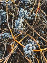Fototapeta premium A bunch of grapes are hanging from a vine