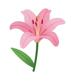 Pink Lily Flower Vector Illustration